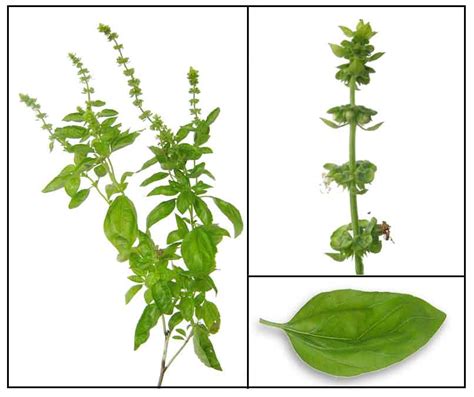 holy basil in tagalog|Balanoy / Solasi (Ocimum basilicum)/ Basil / Luo le: .